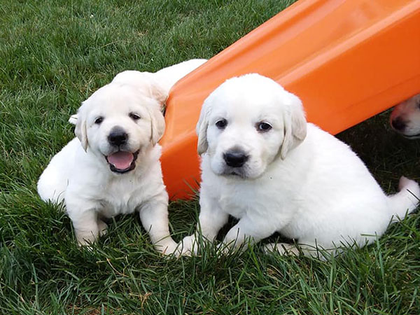 Golden Retriever Puppies
